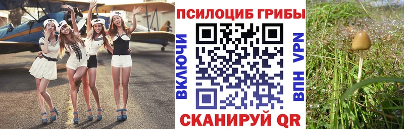 хочу   Тарко-Сале  MEGA зеркало  Галлюциногенные грибы Psilocybine cubensis 